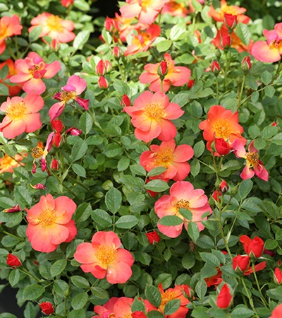 Rose Oso Easy Hot Paprika®